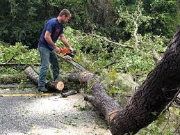 How Our Tree Care Process Works  in  Cottonwood, AL